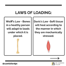 Ross Road Physiotherapy Clinic, Chartered Physiotherapists - LAWS OF  LOADING 💪🏋🏻‍♀️ Wolff's Law VS Davis's Law . 📖 Wolff's Law - Bones in a  healthy person will adapt to loads under which
